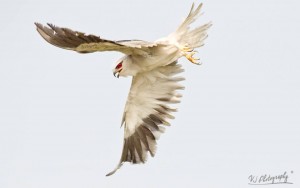 Black-shouldered Kite - சிறிய கரும்பருந்து2
